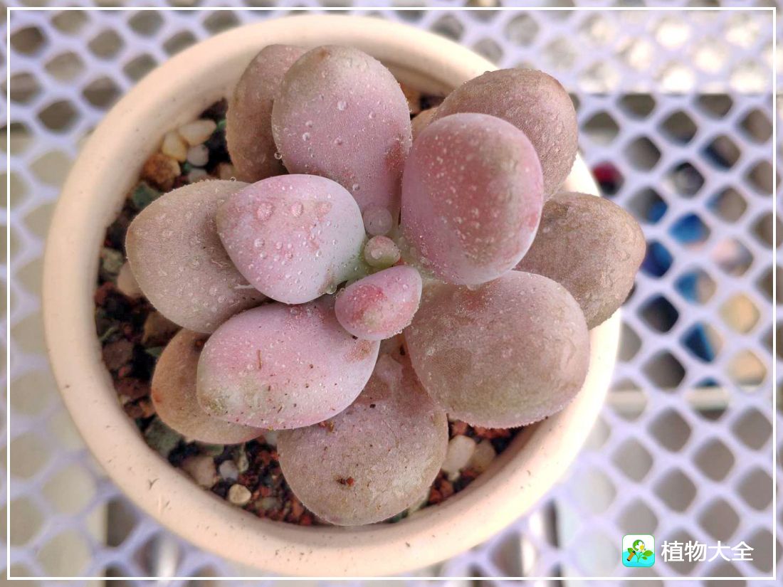 多肉植物艾伦视频,多肉植物艾伦价位