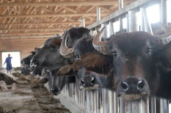 奶真的很有故事，快来为你家乡的牛奶打call