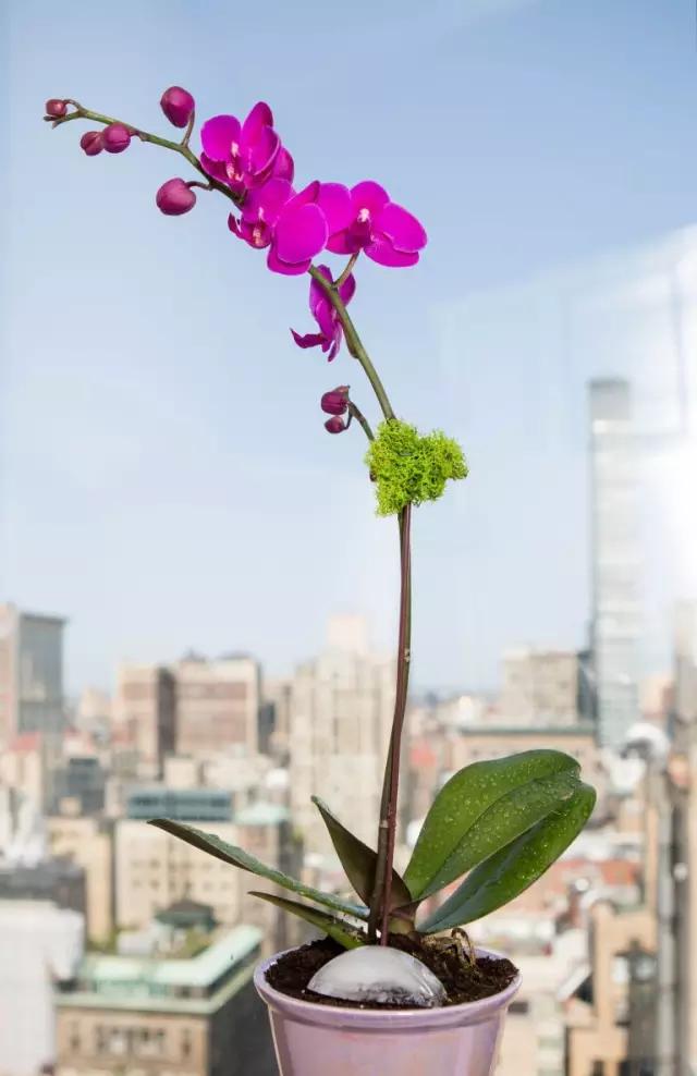 家庭简单花瓶插花技巧,10个简单易学的插花小技巧