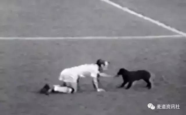 足球狗为什么要和人类亲近,狗狗有多喜欢足球