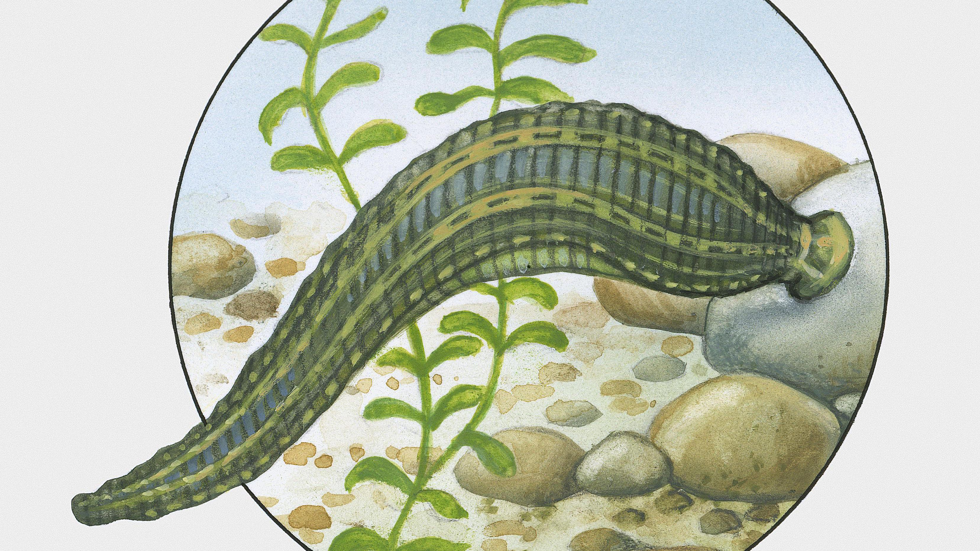 蚂蟥吃到肚子里会存活吗,不小心把蚂蟥吞到肚子里怎么办