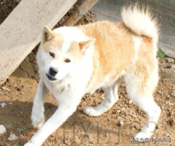 战斗力最强的土狗是什么品种,这40种土狗其实都是超酷的品种犬