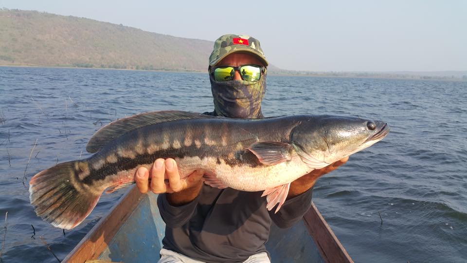 狮子鱼为何在美国泛滥成灾,蛇头鱼在中国为什么不泛滥