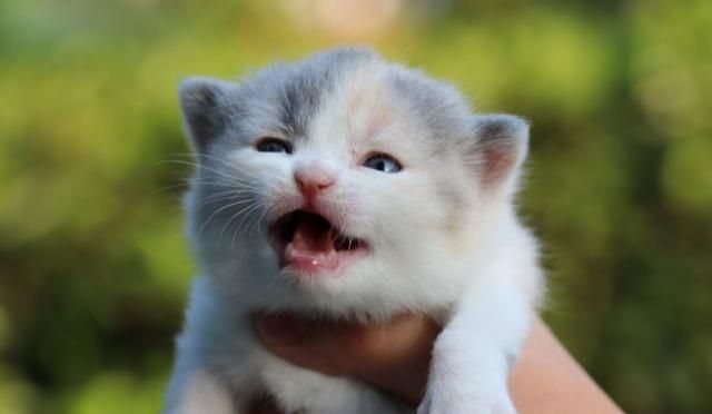 英国短毛猫的种类特别多,哪种是你的心头爱?最爱橘色“金胖子”