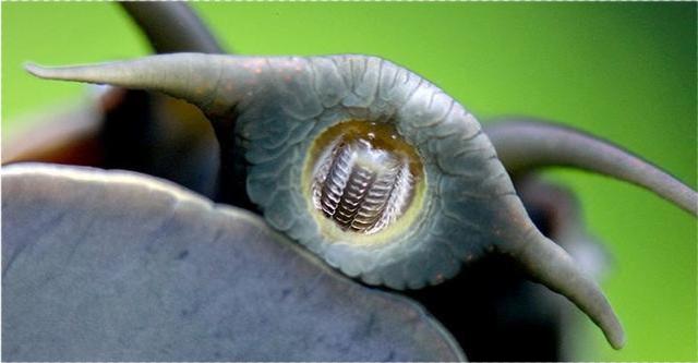 雨后出现非洲大蜗牛怎么处理,暴雨过后出现的大蜗牛