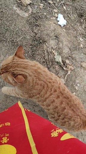家猫为什么会带流浪猫来家里,家猫带几只流浪猫回家