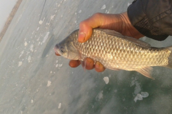 冬天钓鲫鱼的正确方法,天冷了鱼都不开口