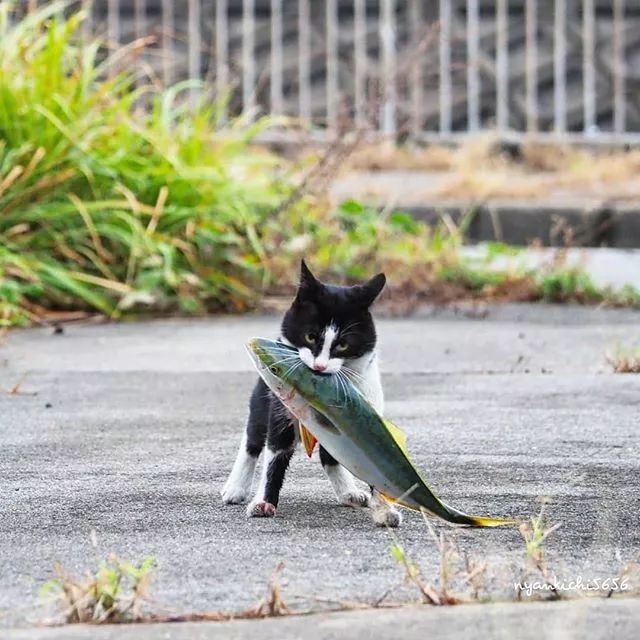 镜头下的猫视频,盘点那些可怜的流浪猫