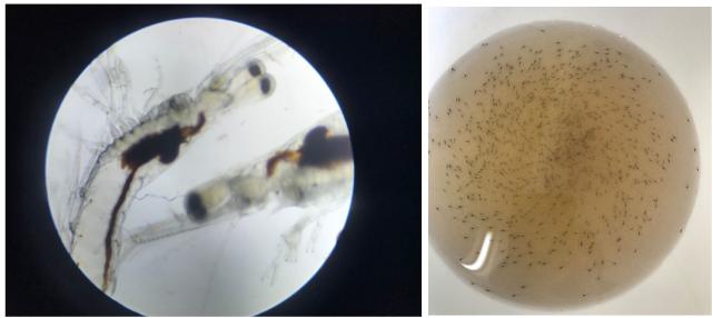 丁酸梭菌能快速修复肠道吗,丁酸梭菌在水产中有什么作用