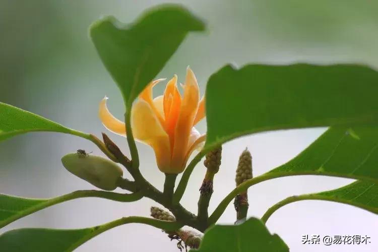 黄桷兰的养殖方法技巧,养黄桷兰的正确方法