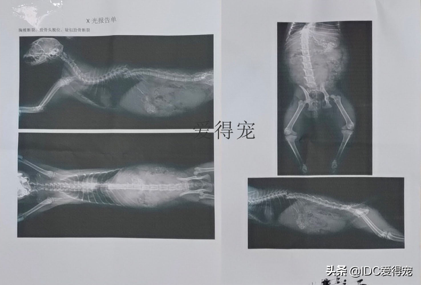 美团外卖员送到缅甸救人,美团外卖骑手救宠物