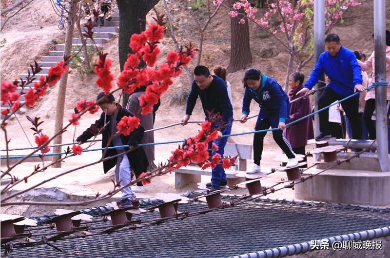 樱花王国樱花节,樱花盛开节