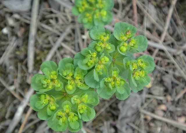 五朵云野草图片,五朵云野草图片大全