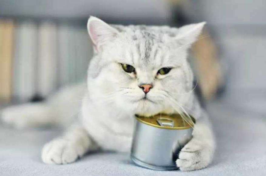 618养猫好物,养猫好物大全集