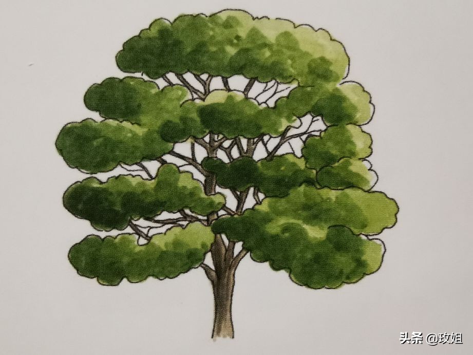 硬枫原木,硬岩枫树