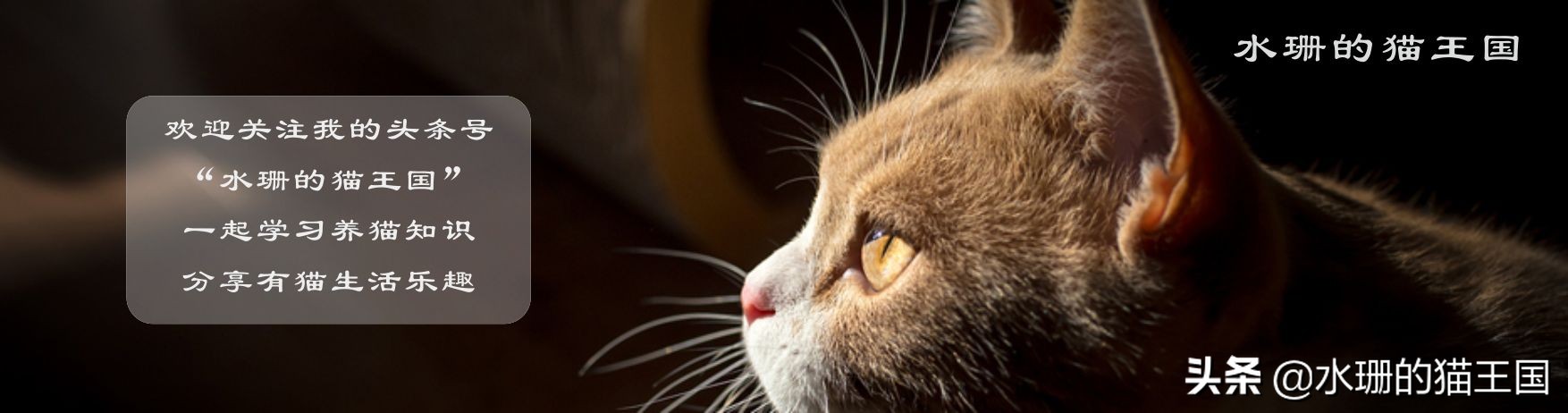 猫咪经常脖子前伸怎么回事,猫咪为什么会脊柱弯曲变形