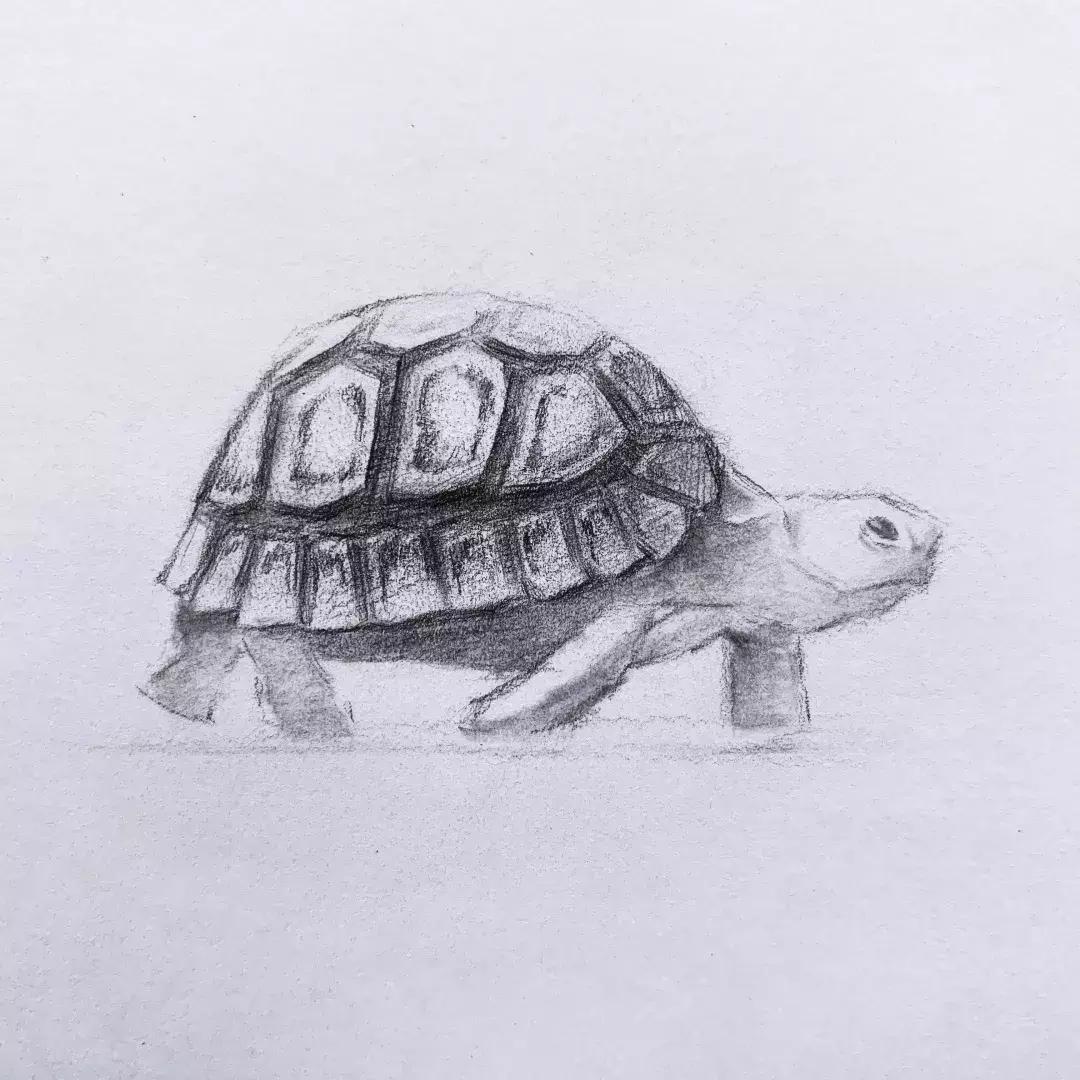 素描基础画小动物小乌龟,素描小乌龟怎么画