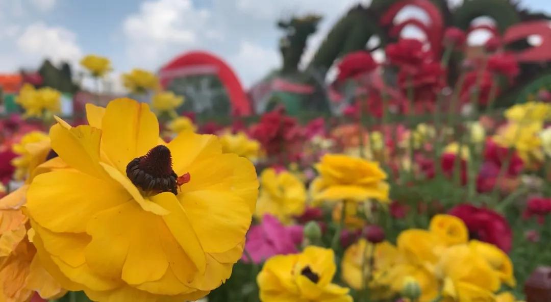 60多种100万株的郁金香花海,50万株樱花