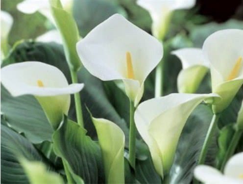 毒花致面部烧伤,女学生被毒花感染