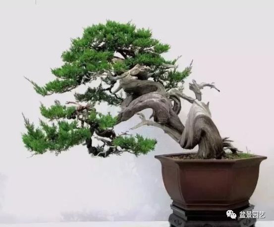 48种绝世盆景,绝世惊艳之作