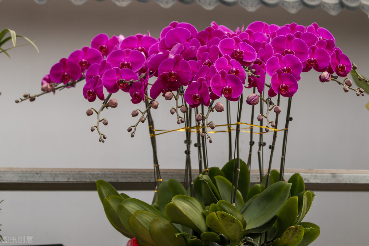 新手养蝴蝶兰的方法,新手养蝴蝶兰的正确方法