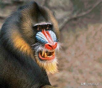 进化趣史（二）——我们是怎么变成这幅模样的