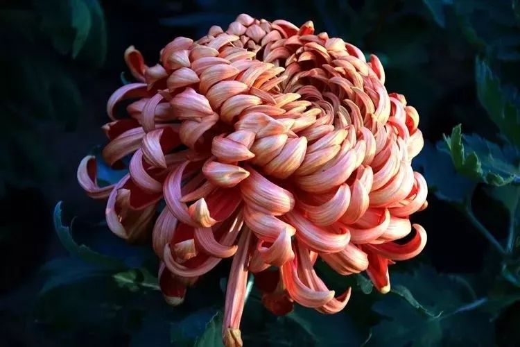 花中四君子菊花,花中四君子菊花的简介