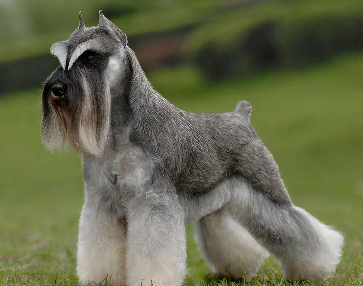 想养狗雪纳瑞,快看雪纳瑞如何养出漂亮的白胡子