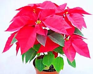 花大色艳的花卉,中国红花花卉大全