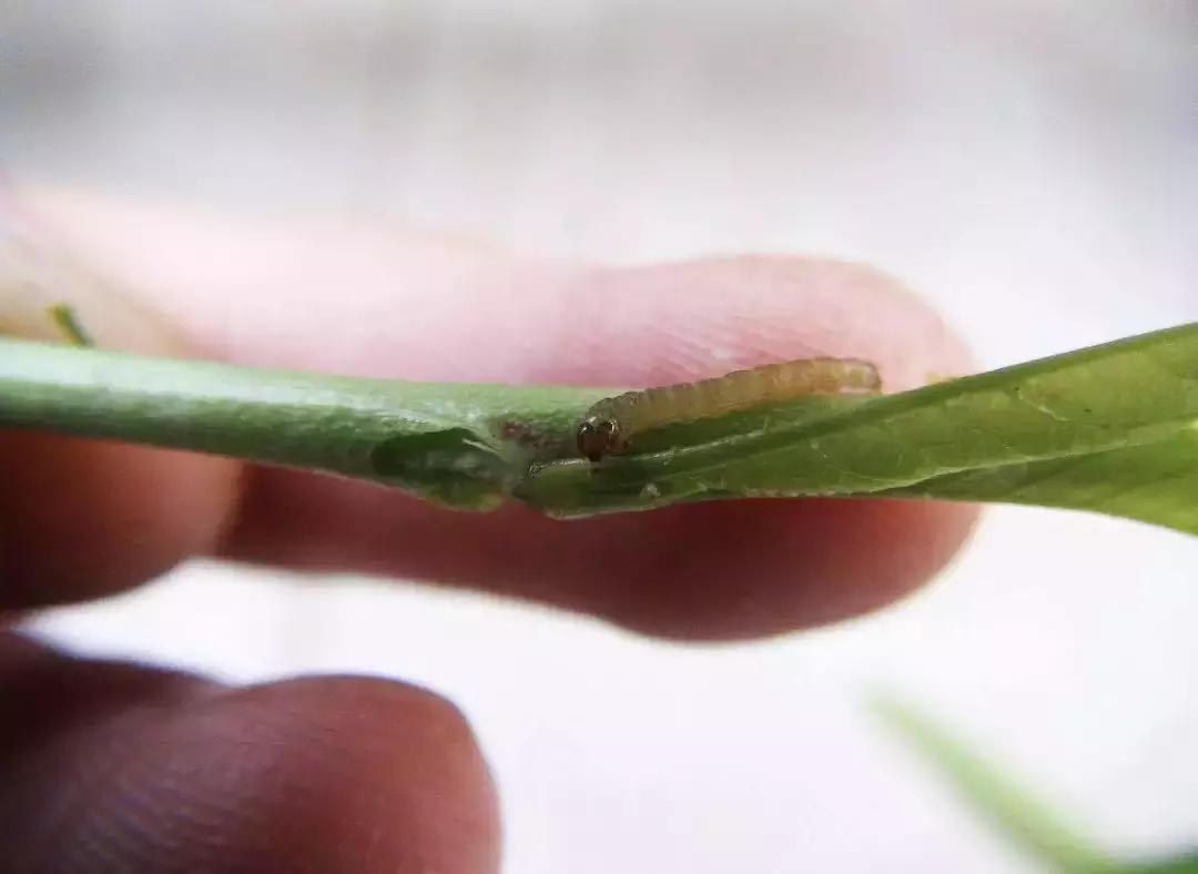 桃树虫害的防治在什么时间最好,桃树虫害防治全年用药图