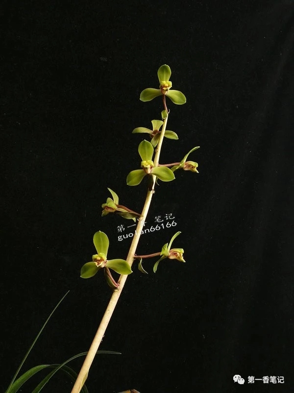 蕙兰程梅传统老品种,花开欣赏