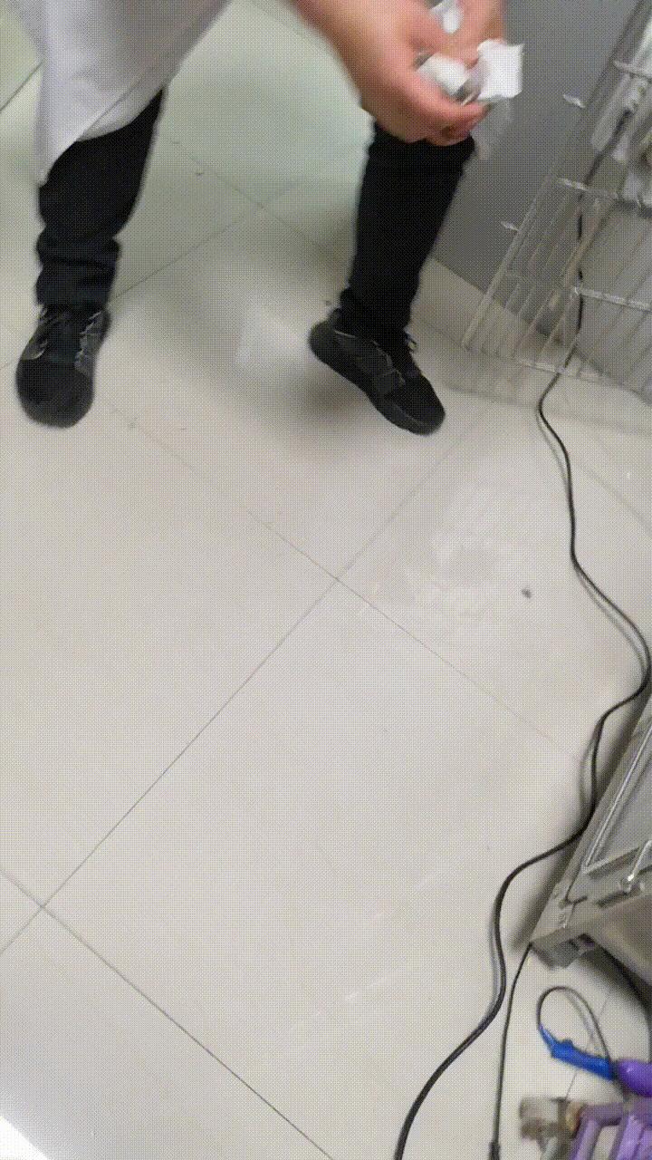 万字长文,分享自己养猫的真实经验,只愿每一只毛孩都能获得善待