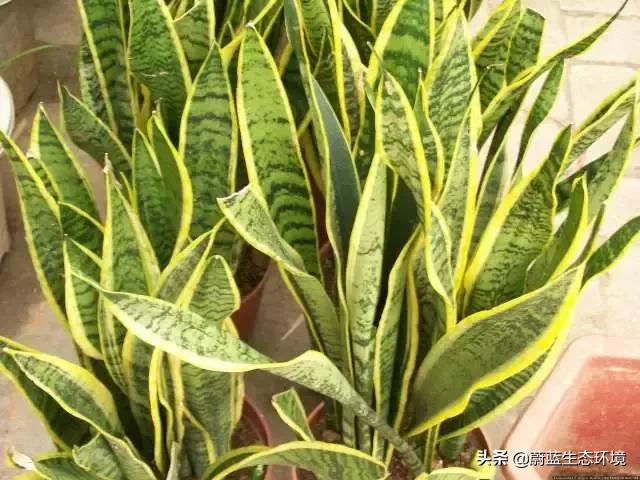 除甲醛的绿植有哪些比较好养,除甲醛的绿植推荐