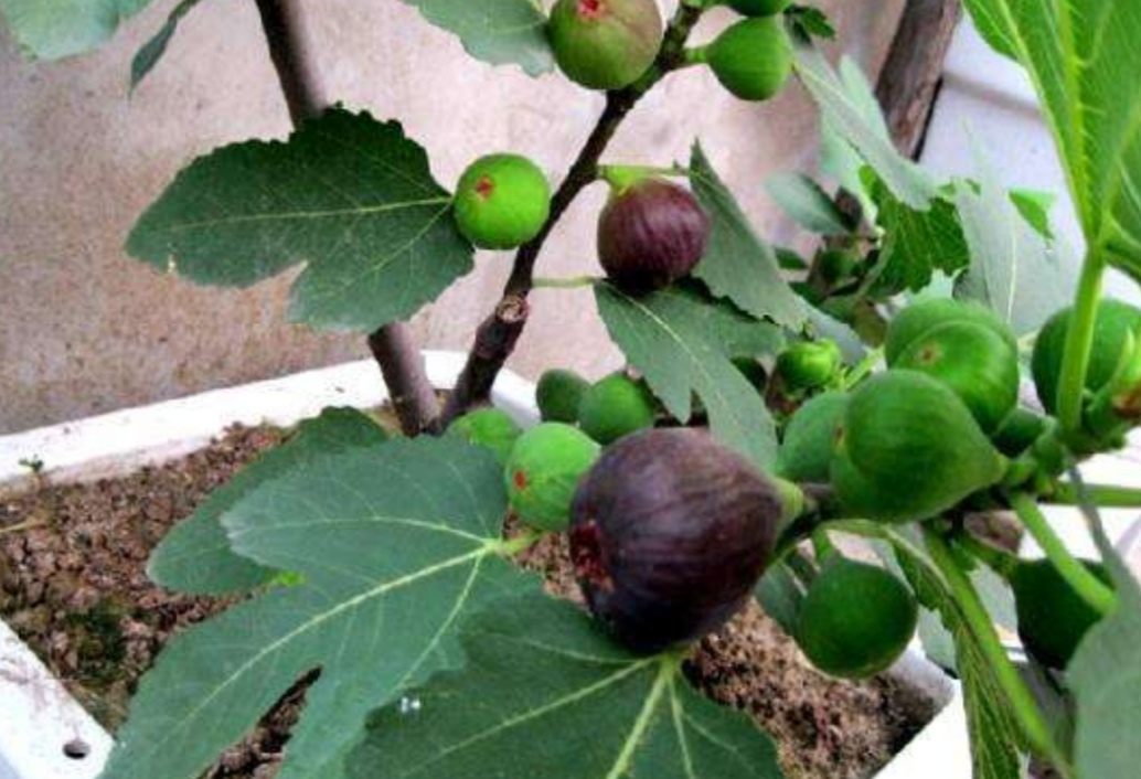 无花果挂果后掉果,无花果第一茬落果严重