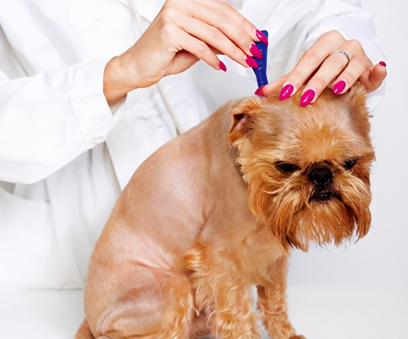 狗狗有皮屑什么方法才能洗掉,狗狗皮屑怎么处理