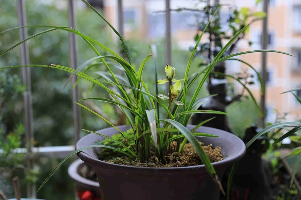 冬天兰花翻盆后水晶头消失,兰花上盆以后怎么判断死活