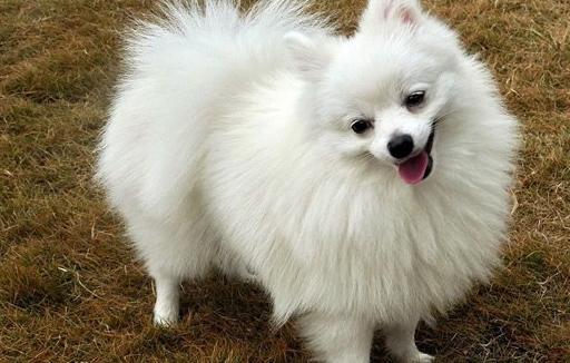 博美挑食严重怎么办,博美很挑食了怎么办