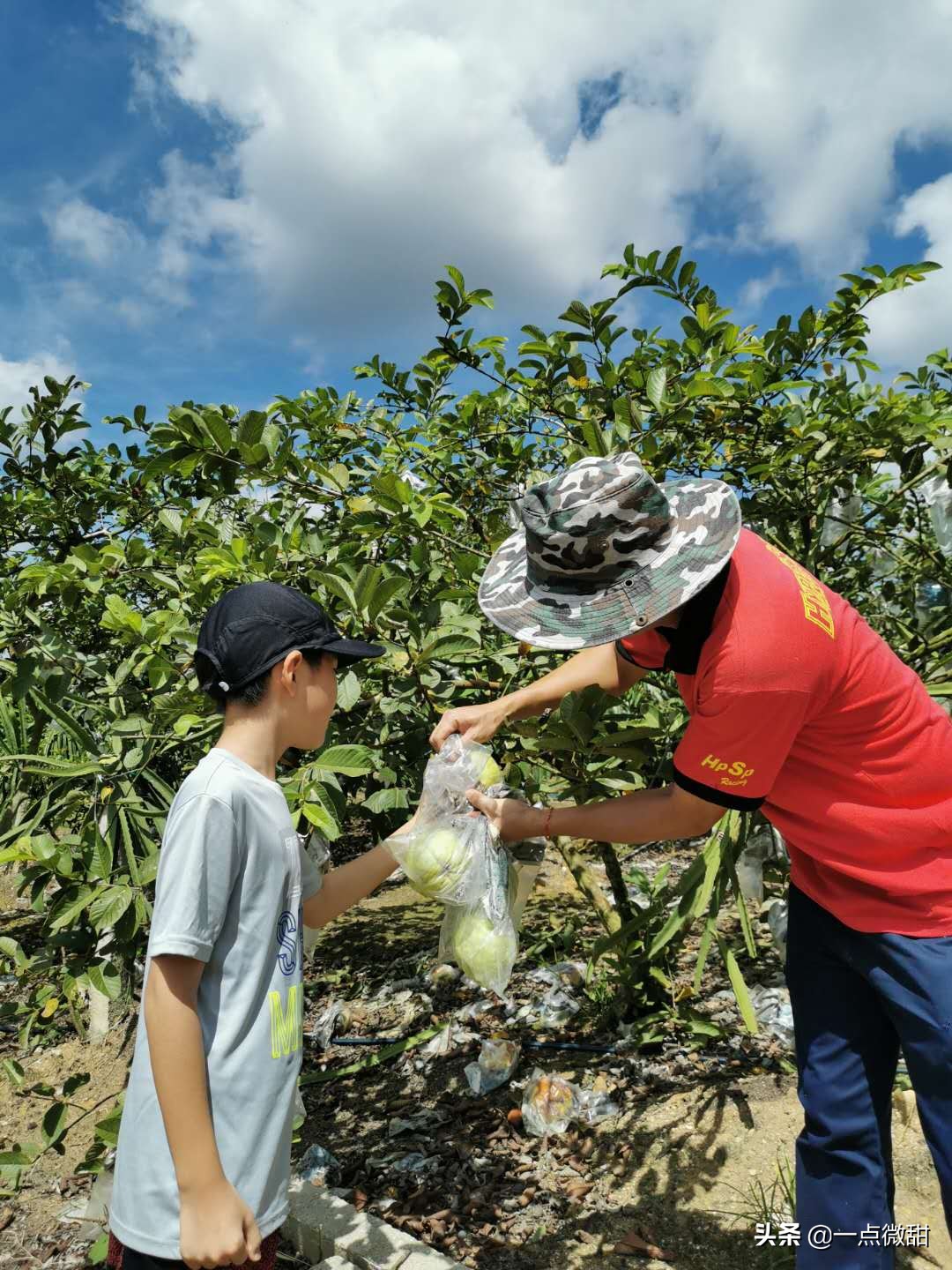 马来西亚红心榴莲采摘,马来西亚榴莲果园摘法