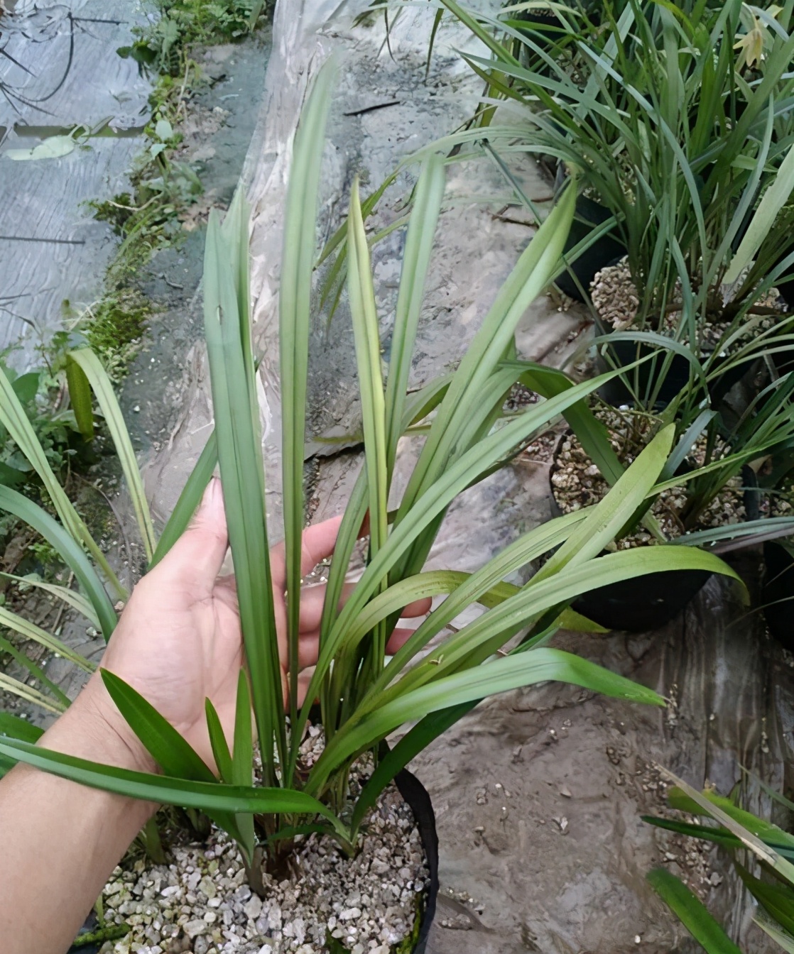 多季开花又特别香的兰花品种,开花稳定香味堪称一绝的兰花