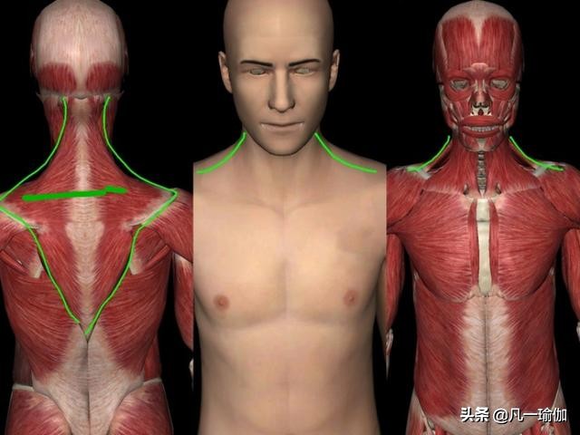 一个溜肩一个直角肩怎么改善,一边是直角肩一边是溜肩怎么改善