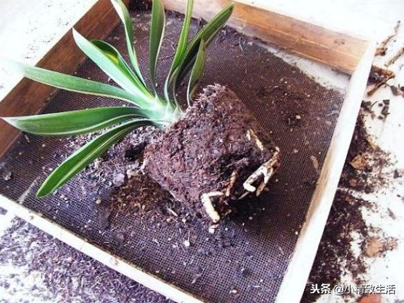 养君子兰需要什么条件才能开花,君子兰怎么养护才能让它开花