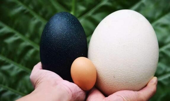 鸵鸟蛋真的比土鸡蛋营养高吗,鸽子蛋与小鸡蛋的营养区别