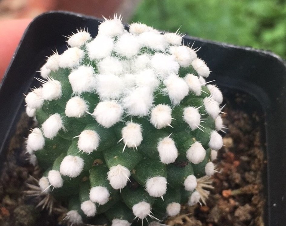 148个仙人球品种大全,100个仙人球品种