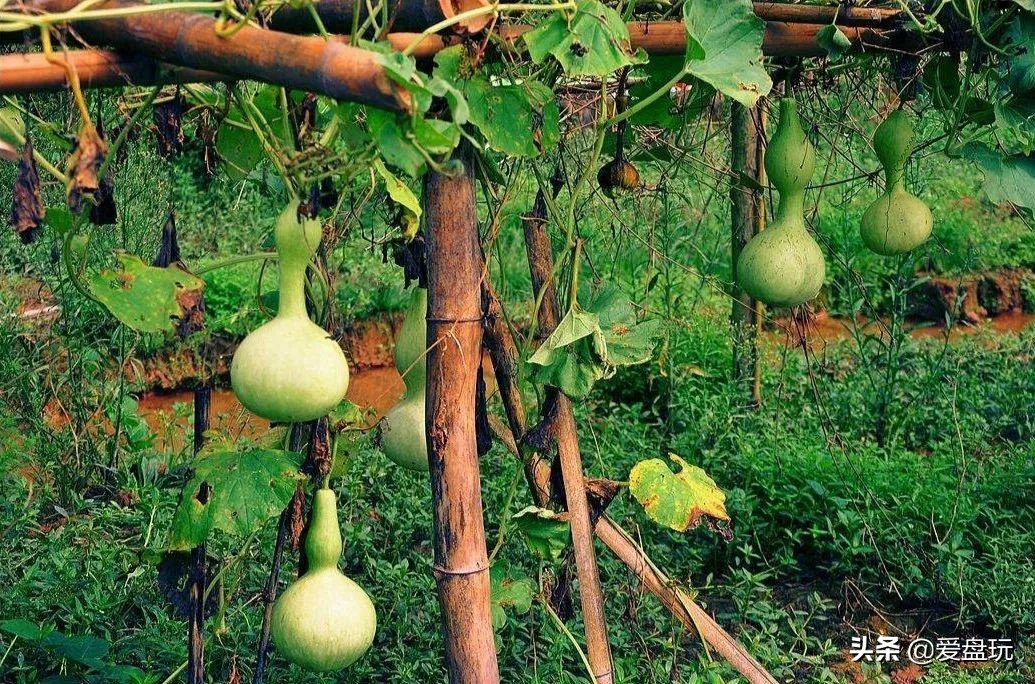 一把葫芦卖到上千上万，连种子都“千金难求”