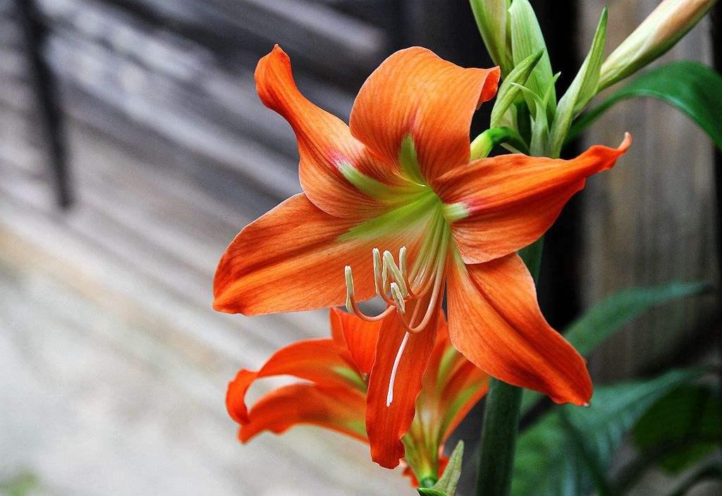 想要朱顶红种球恢复,叶片是关键,养护注意几点,避免叶片倒伏