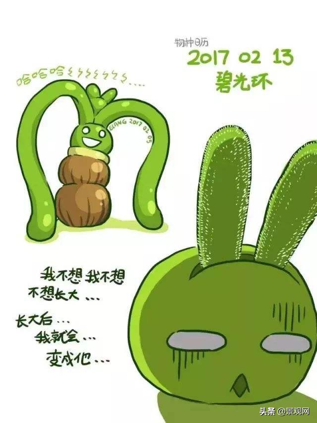 长大后的兔耳多肉,有一种长得像兔耳朵的多肉