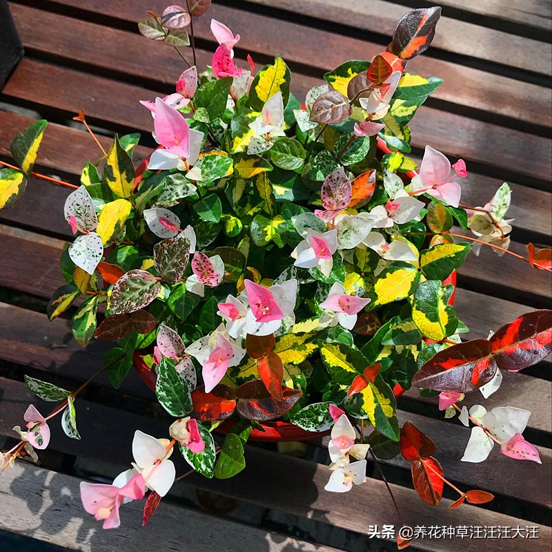 花叶络石要想叶更“花”，养护需要做好这几点，否则花叶变绿叶