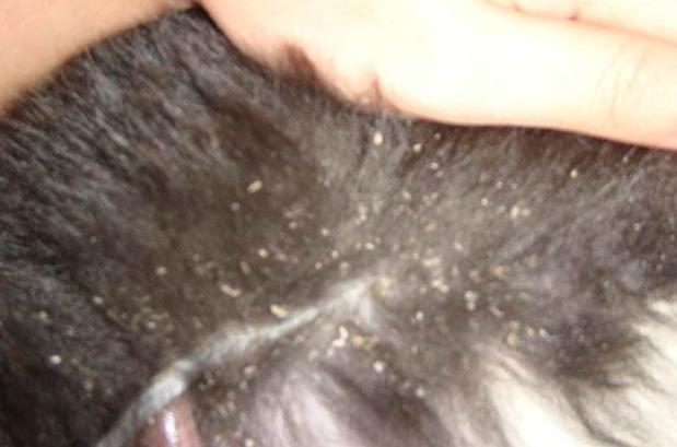 狗狗身上白皮屑怎么办,狗狗身上像头皮屑怎么回事
