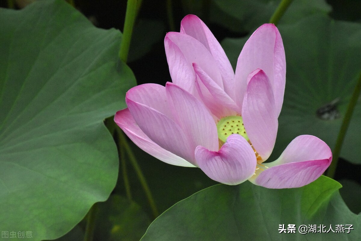 常见野菜的种类和图片大全 (各种野菜大全带图片)