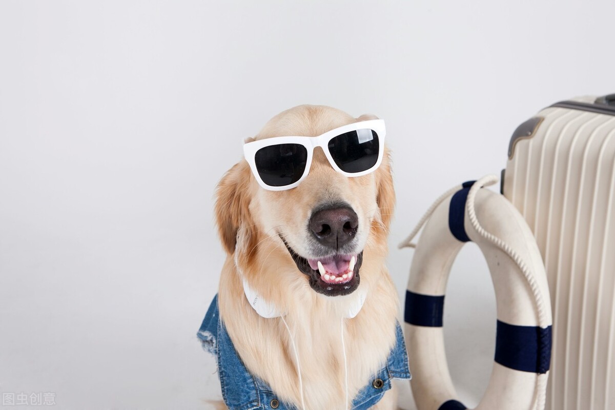 小金毛到家几天可以开始训练,小金毛刚到家该怎么养